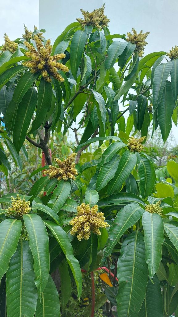 Cây💚 Xoài Tứ Quý ❤️siêu bông, trái💚. Mua bán Cây cảnh, đồ trang trí tại Quận Gò Vấp Tp Hồ Chí Minh được đăng bởi Tô Kem  hình 1