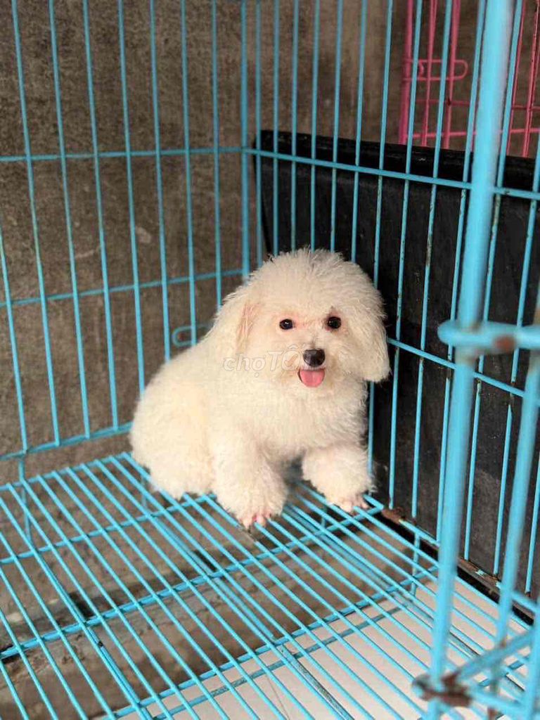 cần tìm ba mẹ cho các bé. Mua bán Chó tại Quận 8 Tp Hồ Chí Minh được đăng bởi phạm văn lợi hình 1