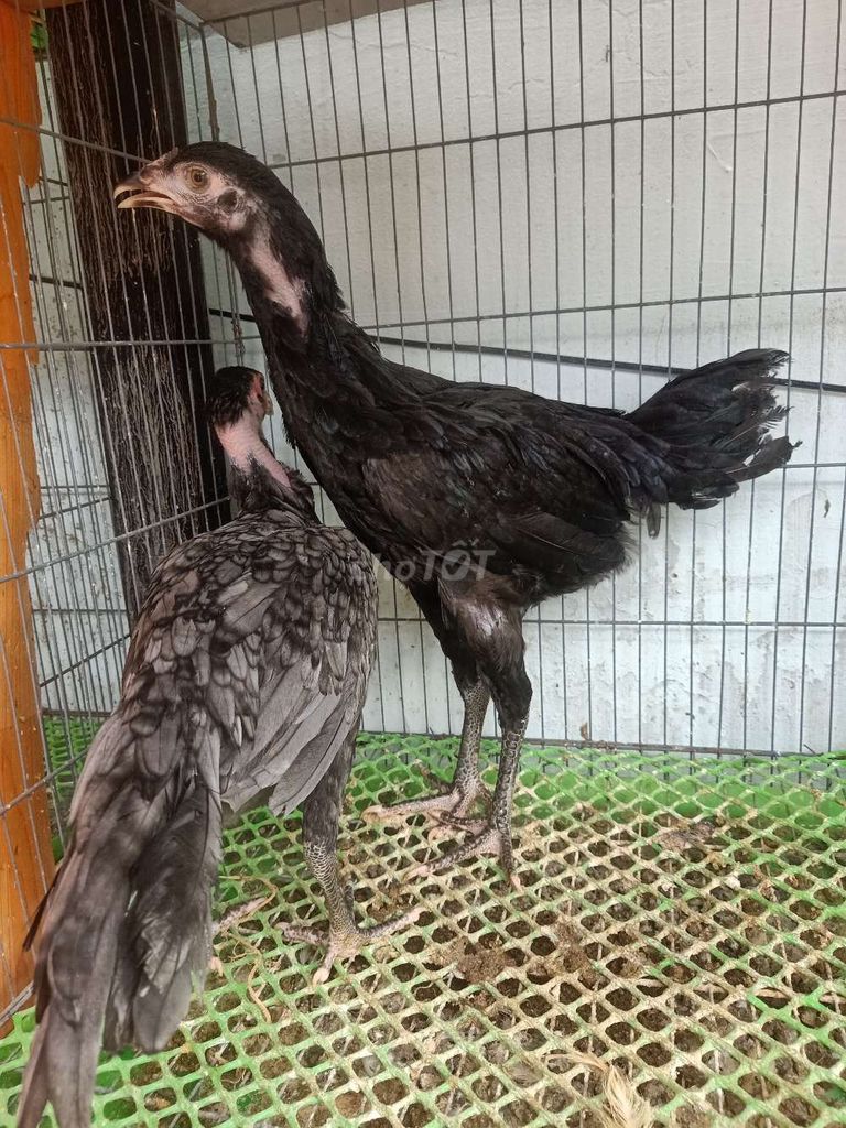 Gà Peru Zap mái trên 3 tháng. Mua bán Gà tại Quận 8 Tp Hồ Chí Minh được đăng bởi Nguyen Linh hình 1
