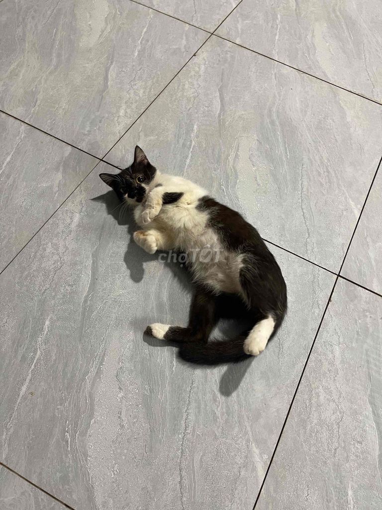 Mèo ALN Tuxedo đực 12 tháng Đen trắng. Mua bán Mèo tại Quận Gò Vấp Tp Hồ Chí Minh được đăng bởi Hoàng Gia Trần hình 1