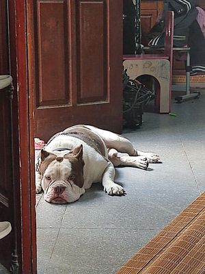 Chó bulldog gốc anh 1 năm tuổi