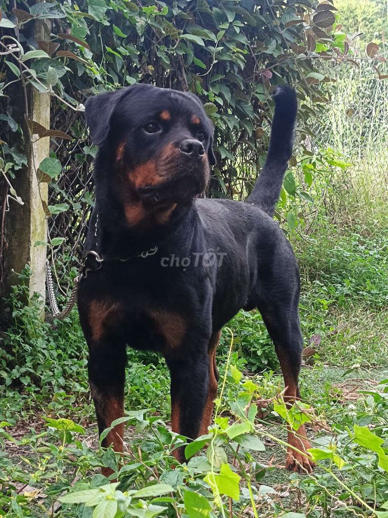 Rottweiler đực có giấy vka