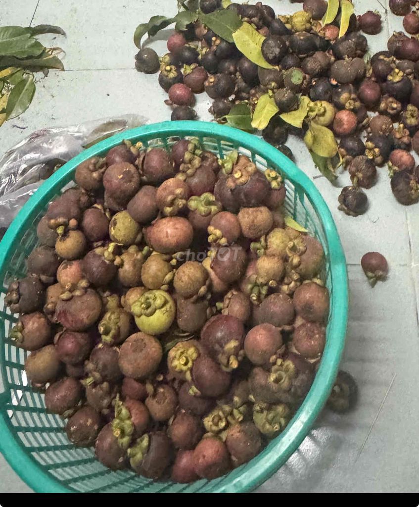 Măng cụt Việt Nam. Mua bán Đồ ăn, thực phẩm và các loại khác tại Quận 12 Tp Hồ Chí Minh được đăng bởi Nguyen thanh tru hình 1