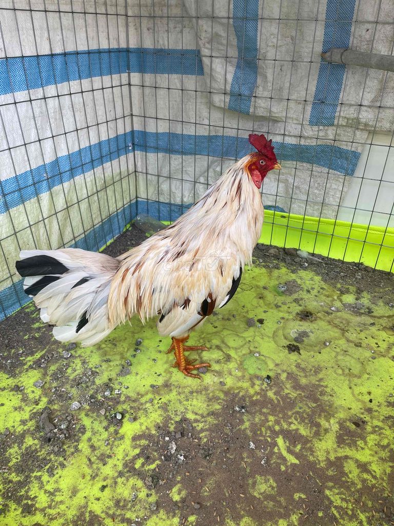 Gà 2k6. Mua bán Gà tại Thành phố Vĩnh Long Vĩnh Long được đăng bởi Thanh hình 1