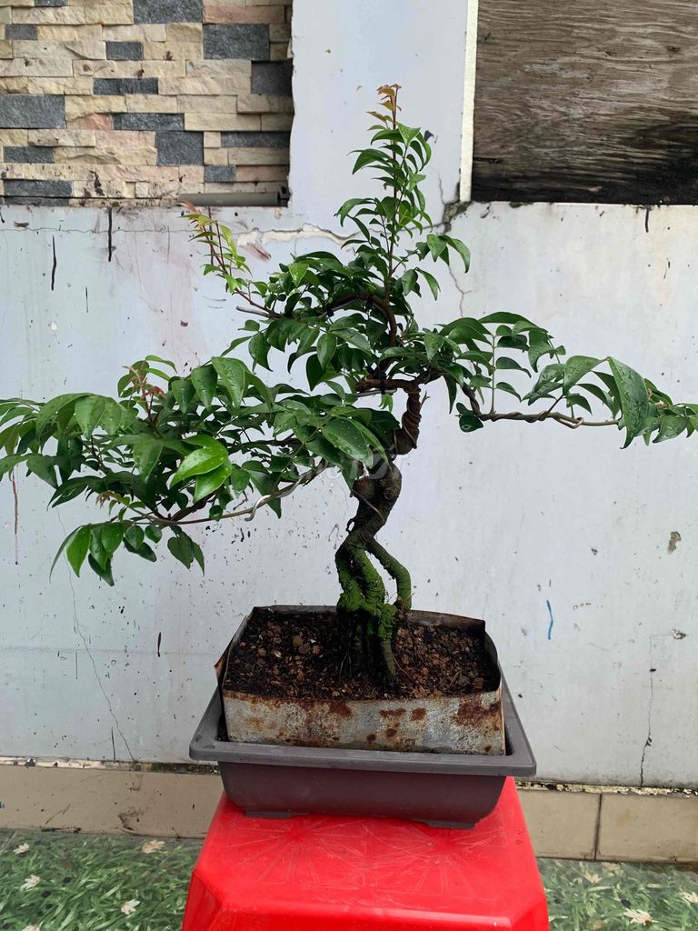 khế nhật bonsai,giống siêu trái,cây rất quái