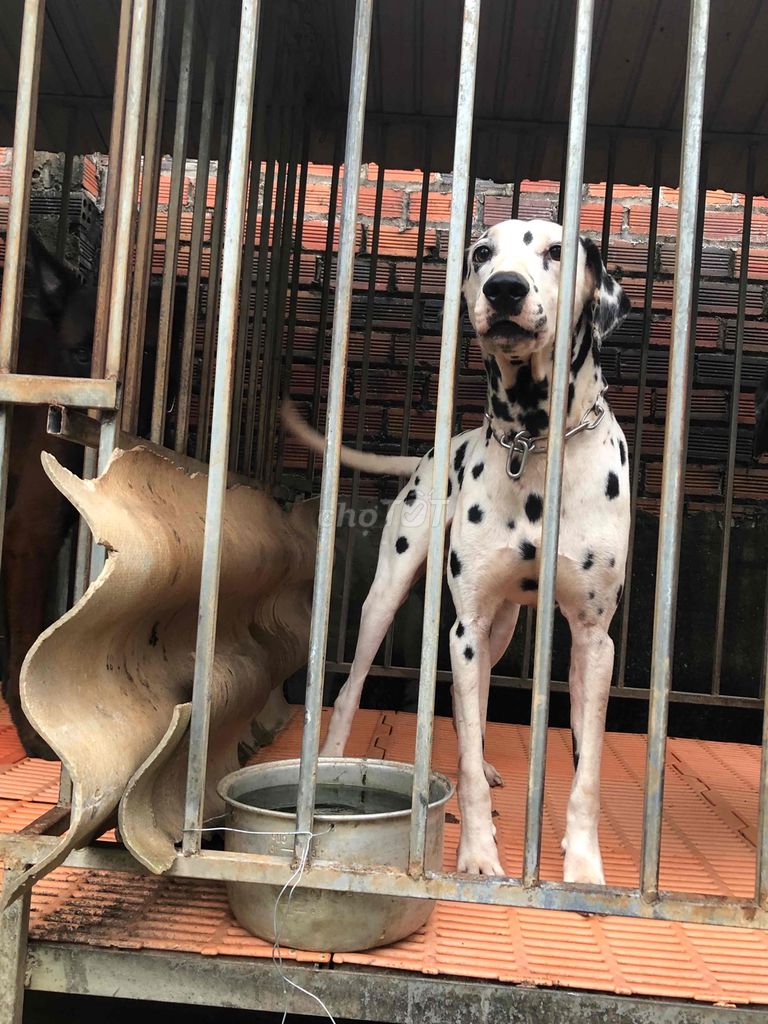 101 Con chó Đốm- Dalmatian giống đực thuần chủng