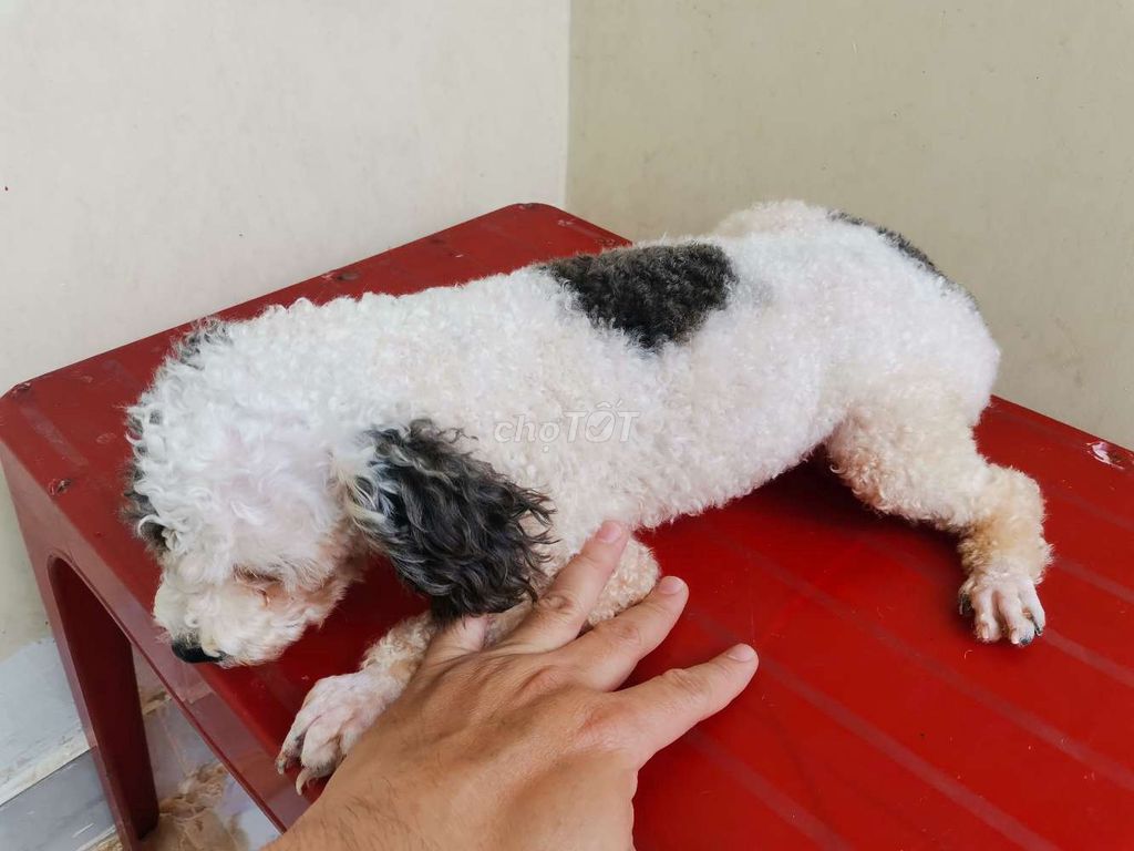 poodle bò xám đực trưởng thành