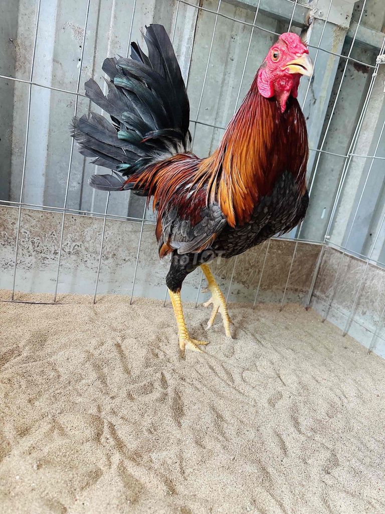 Xám k5 Trạng k7. Mua bán Gà tại Quận Gò Vấp Tp Hồ Chí Minh được đăng bởi Gà Lấu Gò Vấp hình 1