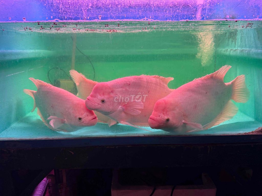 Cá phát tài 3kg màu Hồng. Mua bán Thú cưng khác tại Quận Bình Tân Tp Hồ Chí Minh được đăng bởi Cá Săn Mồi Bình Tân  hình 1