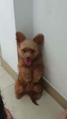 Chó Poodle tai thỏ mặt và body siêu đẹp hiếm