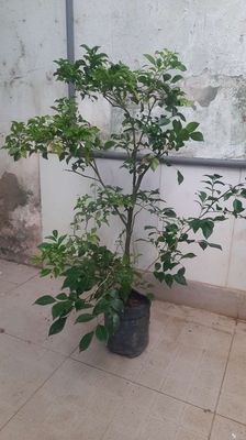 Cây hoa nguyệt quế, như hình chụp. Mua bán Cây cảnh, đồ trang trí tại Thành phố Thủ Đức Tp Hồ Chí Minh được đăng bởi BẠCH LONG