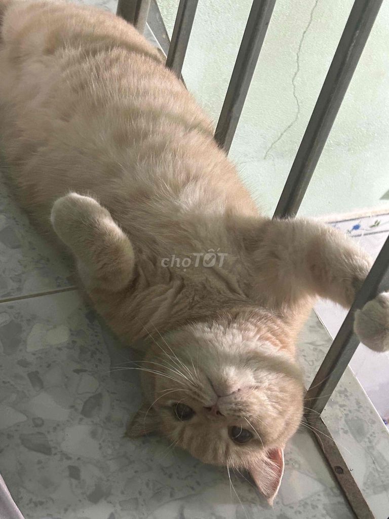 Mèo Vàng kem đực 1 tuổi. Mua bán Mèo tại Thành phố Dĩ An Bình Dương được đăng bởi Lan Anh hình 1