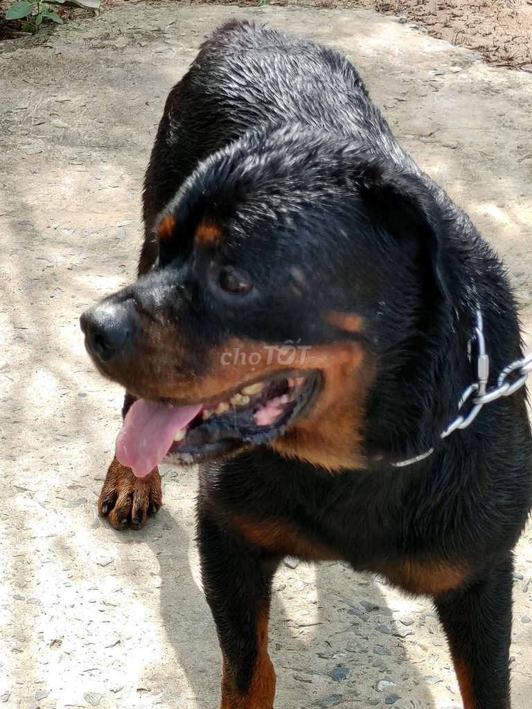 Giấy Vka Đầy Đủ. Mua bán Chó tại Quận 12 Tp Hồ Chí Minh được đăng bởi Nhân Rottweiler  hình 4