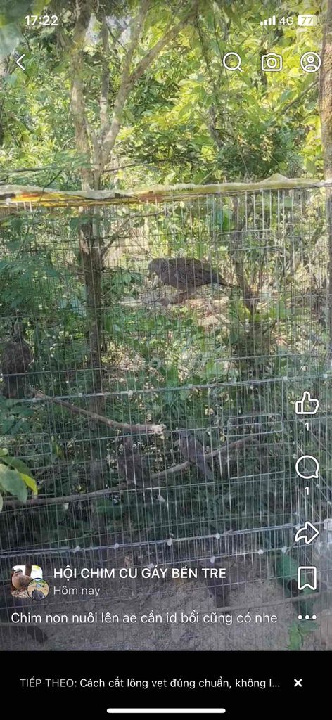 tìm mua cu đất bổi. Mua bán Chim tại Quận Ninh Kiều Cần Thơ được đăng bởi Vothilehuyen hình 1
