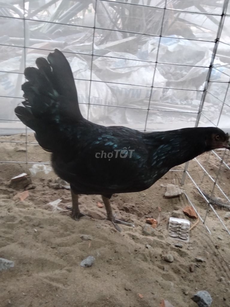 Gà Peru Mỹ F1 Đen trên 2k. Mua bán Gà tại Huyện Châu Thành Kiên Giang được đăng bởi Hòa Võ hình 1