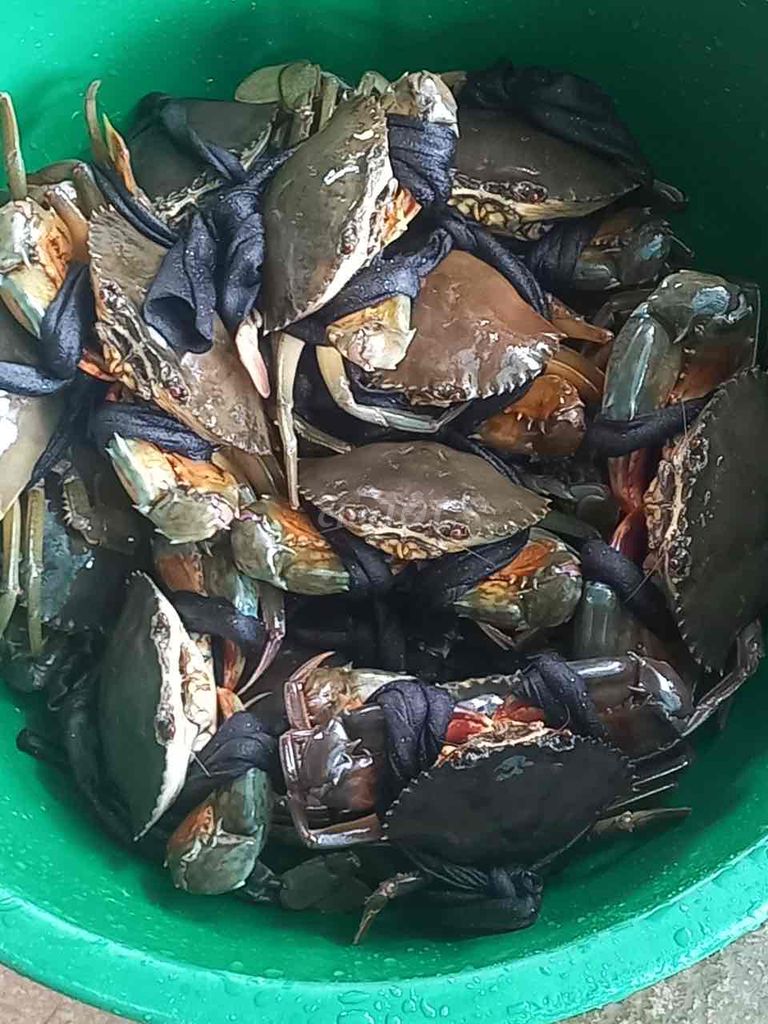 Nhận đặt hàng (ODER) Tôm, Cua Cà Mau Giá rẻ, tươi. Mua bán Đồ ăn, thực phẩm và các loại khác tại Quận Gò Vấp Tp Hồ Chí Minh được đăng bởi Trọng Nghĩa hình 4