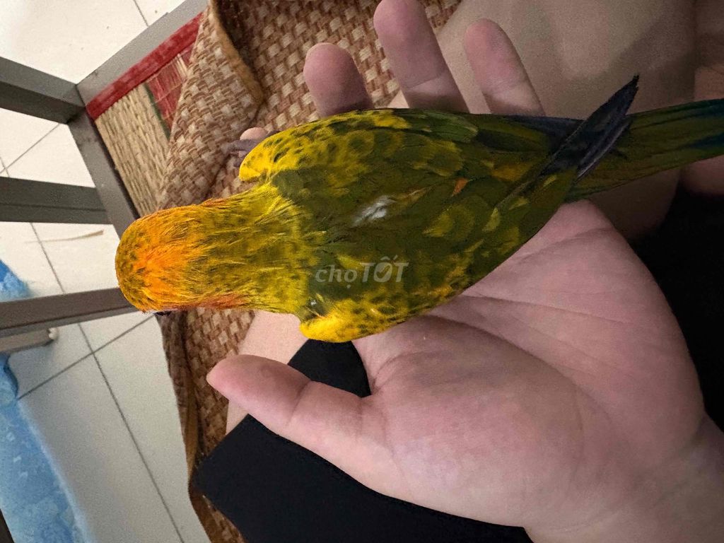 Vẹt Sun Conure Vàng 1 tháng tuổi. Mua bán Chim tại Thành phố Thủ Đức Tp Hồ Chí Minh được đăng bởi hungkiem hình 1