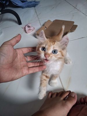 Pass rẻ lại bé mèo thuần chủng ạ. Mua bán Mèo tại Quận 8 Tp Hồ Chí Minh được đăng bởi Sang Lê