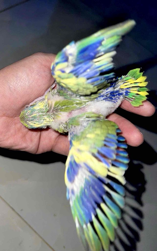 chim vẹt parrotlet