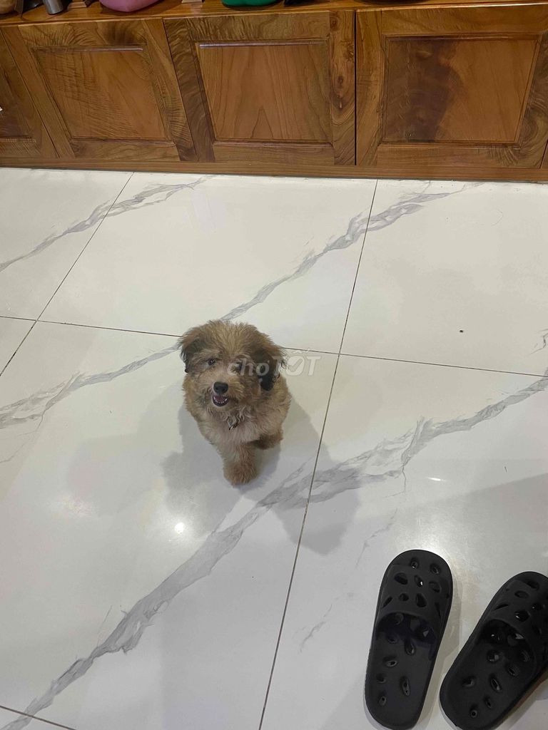 Chó Poodle Nâu đã tiêm phòng. Mua bán Chó tại Huyện Vĩnh Tường Vĩnh Phúc được đăng bởi Nguyễn Quỳnh hình 1