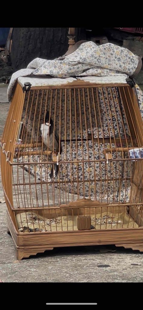 mào cui , lưng tôm cánh xệ siêu đẹp 1 mùa