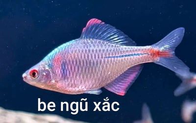 Cá cảnh Ngũ sắc nhiều màu