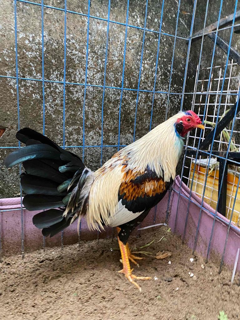 gà chuối cuban mỹ đẻn 1kg680 mau chơi. Mua bán Gà tại Quận 5 Tp Hồ Chí Minh được đăng bởi Tuấn Gà Đá  hình 1