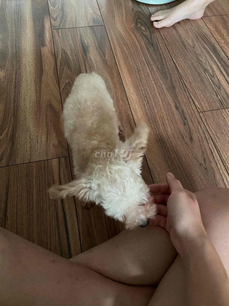 Chó Poodle trắng kem 13 tháng tuổi. Mua bán Chó tại Quận Đống Đa Hà Nội được đăng bởi ka ka hình 1