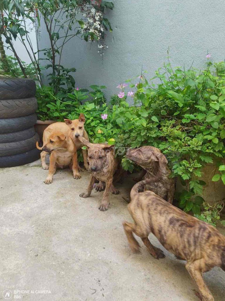 Chó Phú Quốc đẹp 4 tháng tuổi. Mua bán Chó tại Quận Liên Chiểu Đà Nẵng được đăng bởi Trần Hằng hình 1