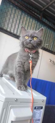 Mèo Ba Tư cái 8 tháng