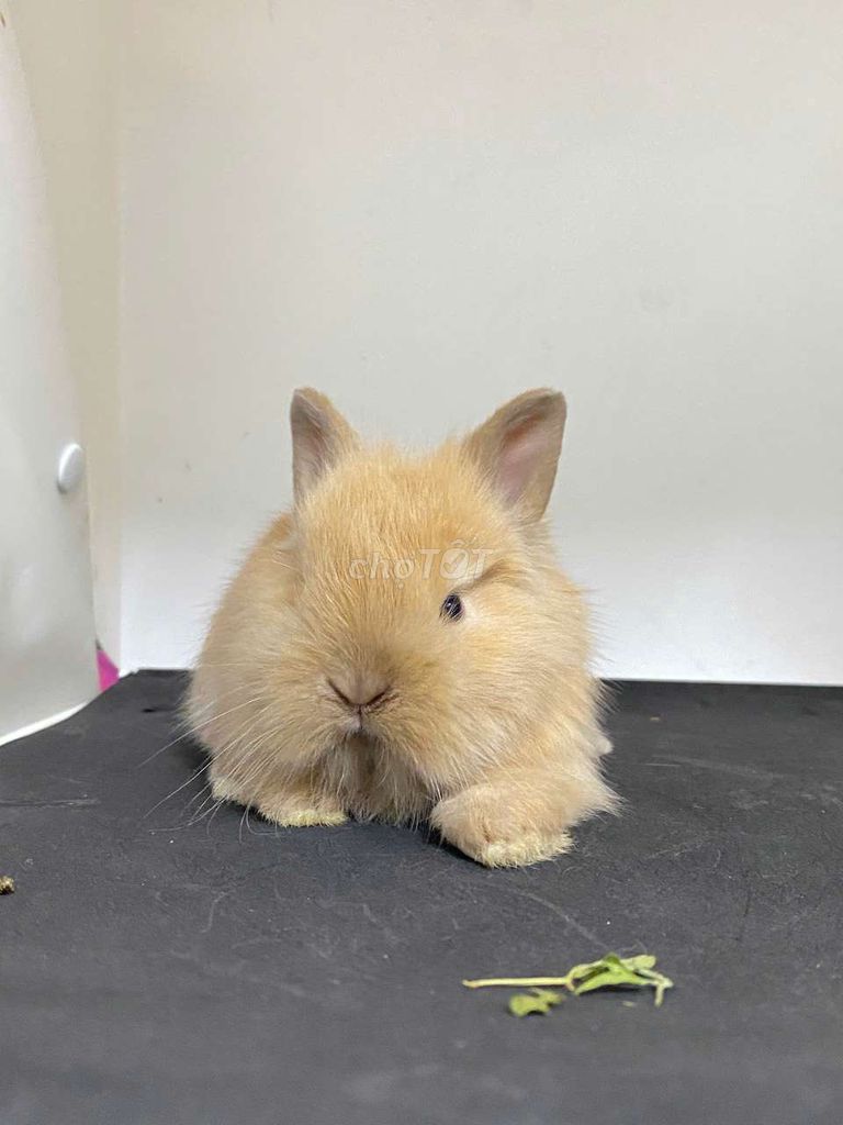 Thỏ sư tử Lion Head, hà lan con đã phòng bệnh. Mua bán Thú cưng khác tại Quận Thanh Xuân Hà Nội được đăng bởi Cao Tường Vi  hình 1