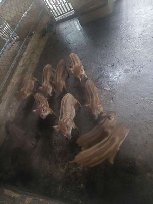 Bán Heo Gà con. Mua bán Thú cưng khác tại Quận 12 Tp Hồ Chí Minh được đăng bởi Kim Phượng
