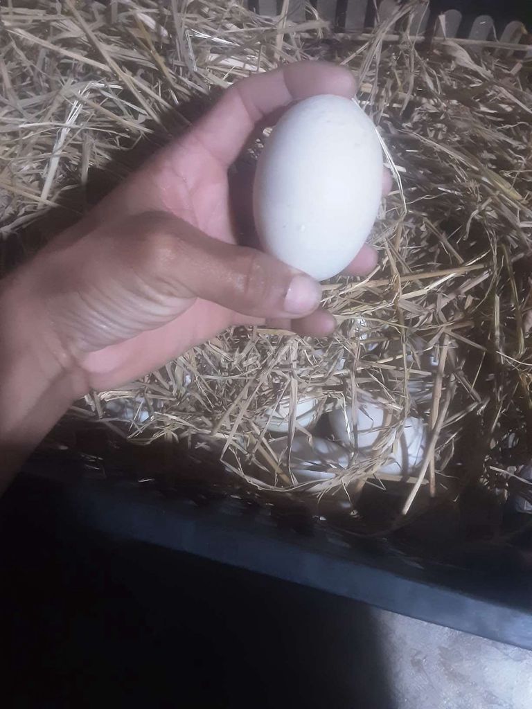 Trứng vịt Trắng. Mua bán Đồ ăn, thực phẩm và các loại khác tại Thành phố Buôn Ma Thuột Đắk Lắk được đăng bởi phạm danh hình 1