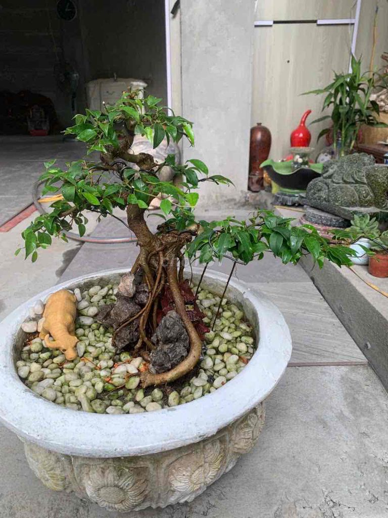 Cây cảnh Sanh Ôm cổng làng. Mua bán Cây cảnh, đồ trang trí tại Quận Kiến An Hải Phòng được đăng bởi duong hình 1