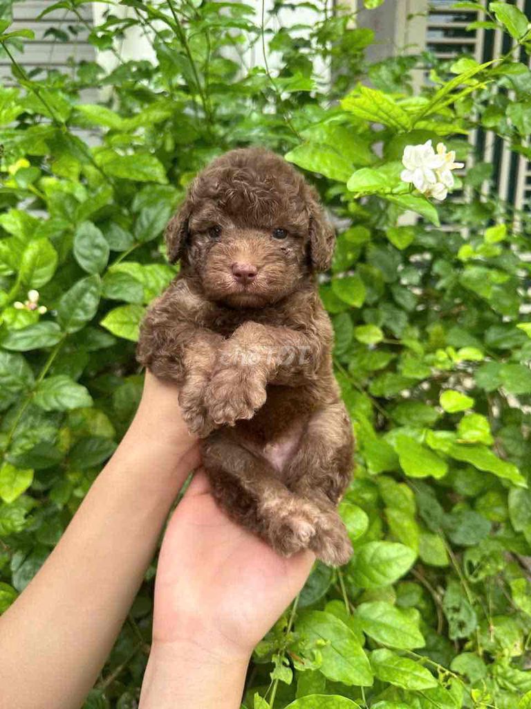 Chó Poodle Socola thân thiện đã tiêm phòng. Mua bán Chó tại Huyện Ý Yên Nam Định được đăng bởi Hoàn Đinh hình 1