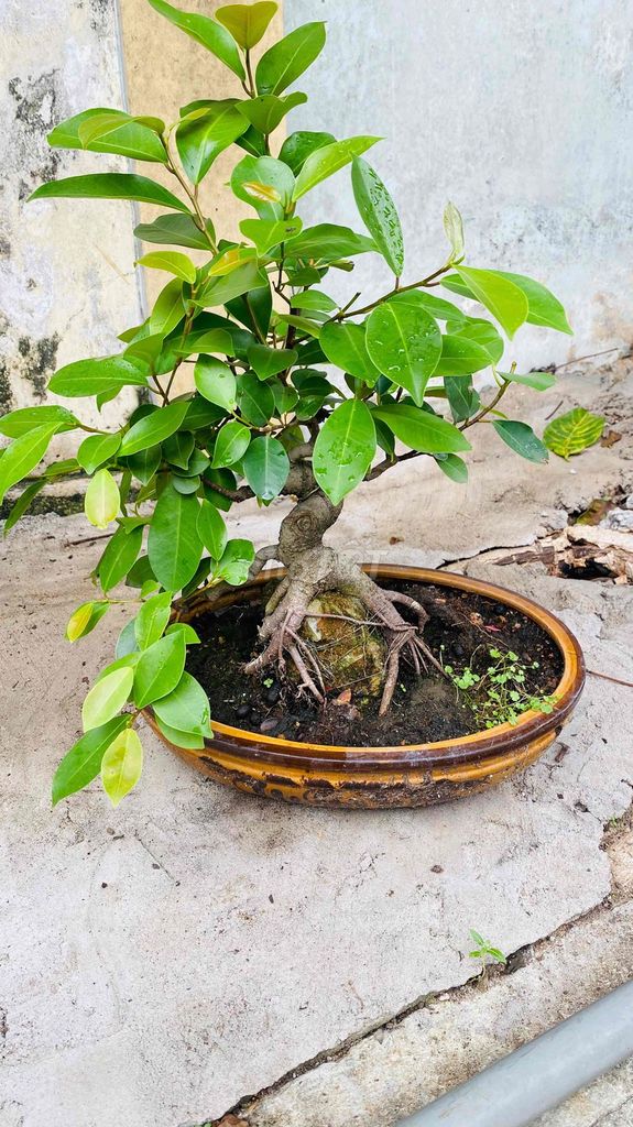 Cây si Bonsai mini 6 năm tuổi. Mua bán Cây cảnh, đồ trang trí tại Quận 3 Tp Hồ Chí Minh được đăng bởi Nguyễn Minh Thơ hình 1