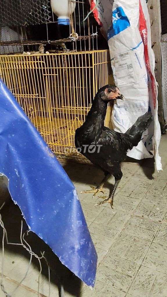 cần m.ua gà mái Prom F1 Ô bông trên 2kg2. Mua bán Gà tại Huyện Chợ Mới An Giang được đăng bởi Trại gà tuyển  hình 1