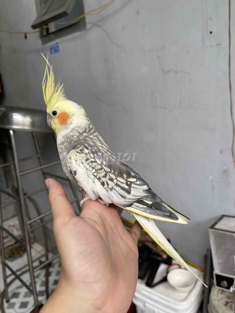 Cockatiel trống tuổi sinh sản bao ngon hiền