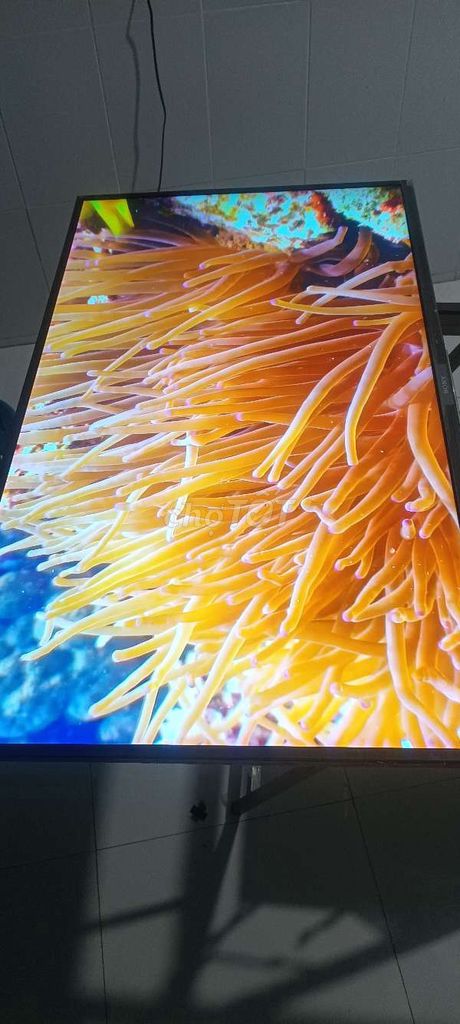 Tivi Sony 43 inch điều khiển giọng nói. Mua bán Tivi, Âm thanh tại Thành phố Sa Đéc Đồng Tháp được đăng bởi nguyễn văn tài hình 1