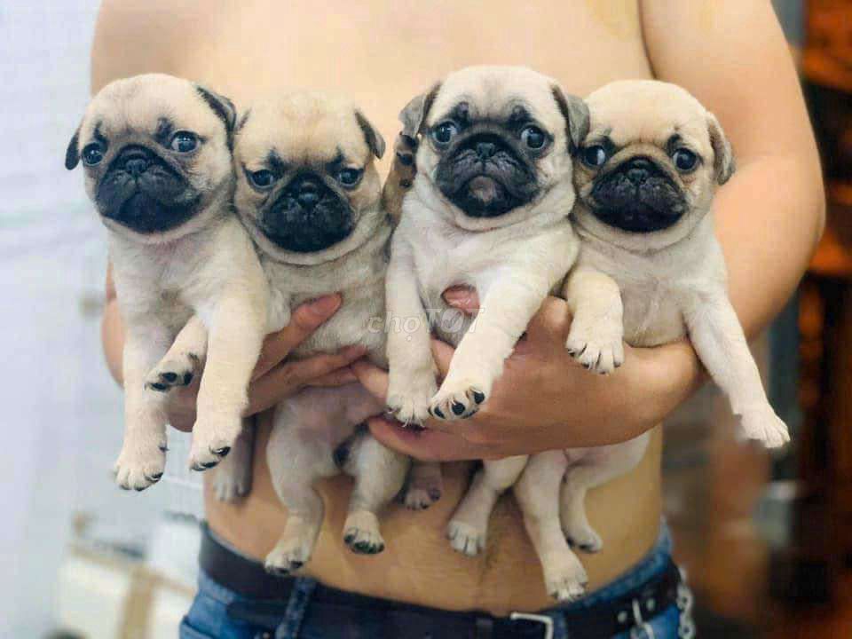 Pug mặt xệ thuần chủng nhà đẻ