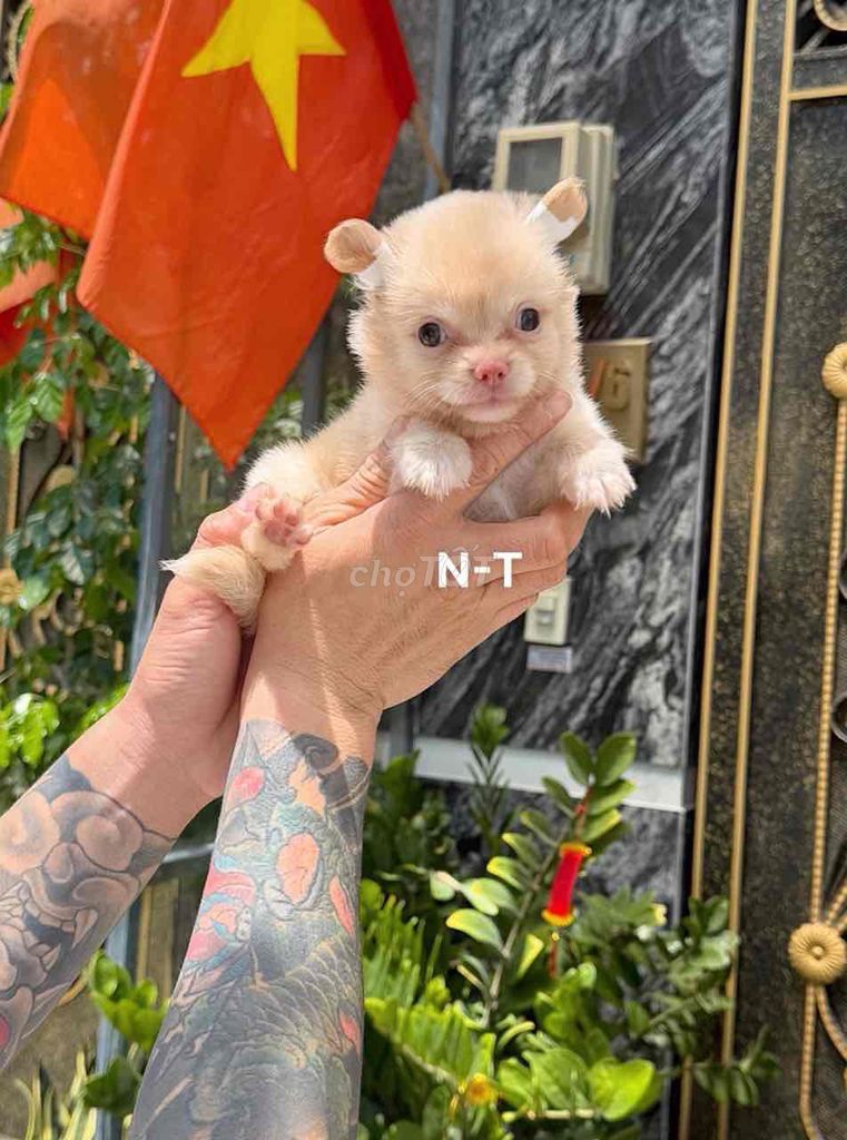 Chó Chihuahua Lông dài. Mua bán Chó tại Quận Bình Tân Tp Hồ Chí Minh được đăng bởi Trang  hình 1