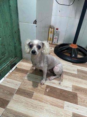 Chó Poodle Cái Trắng 12 tháng tuổi
