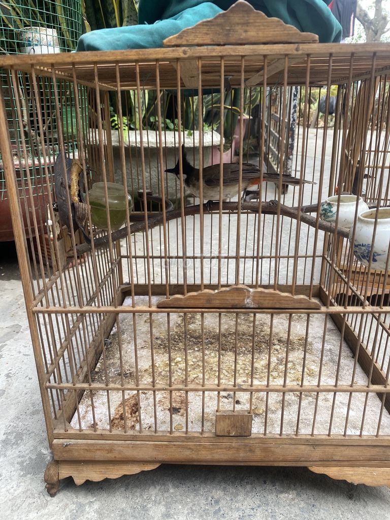 Chim chào mào má trắng không tật lỗi. Mua bán Chim tại Quận 12 Tp Hồ Chí Minh được đăng bởi Bảo  hình 1