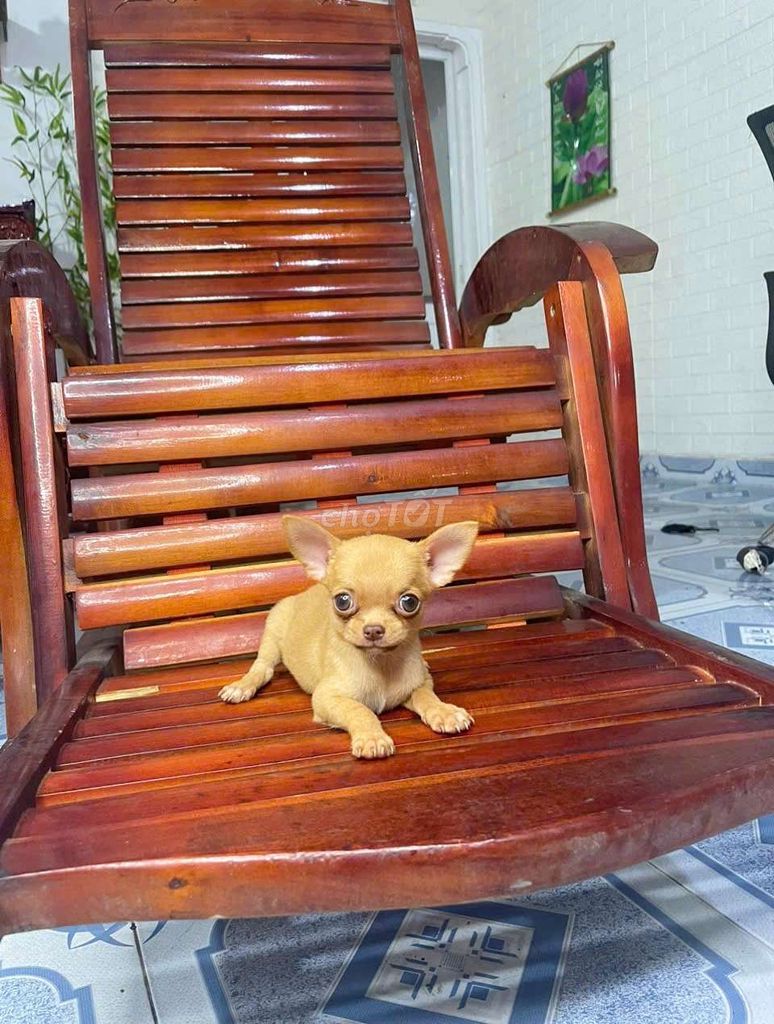 Chihuahua nhỏ xíu đã chích ngừa