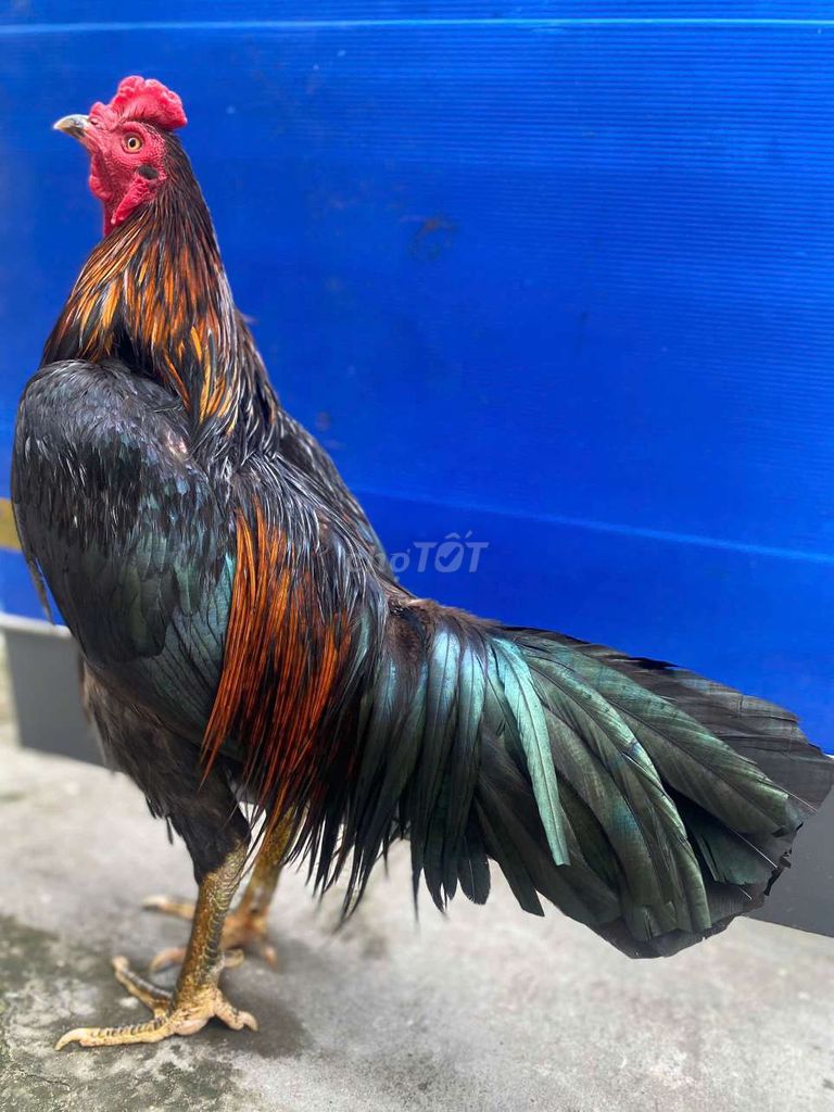 Gà Việt rặc