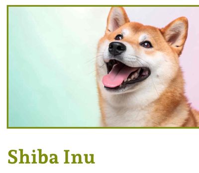 Chó Shiba Inu Nâu vàng khoẻ mạnh đã tiêm phòng