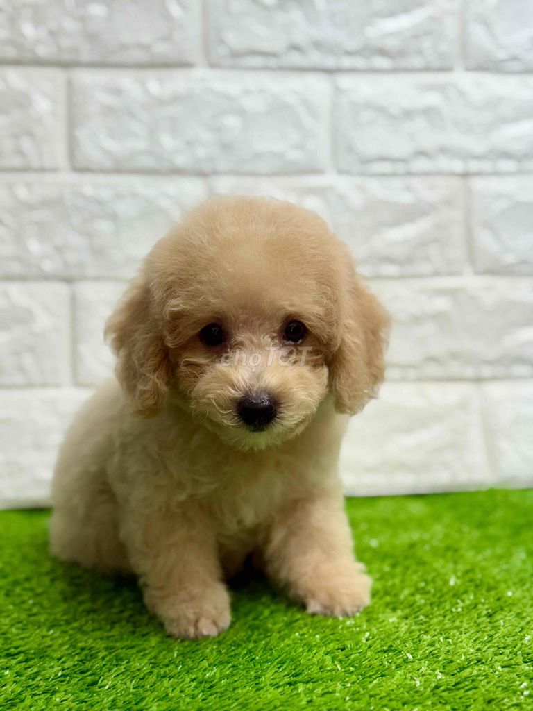 Nhà Có 8 em poodle Đợi Sen