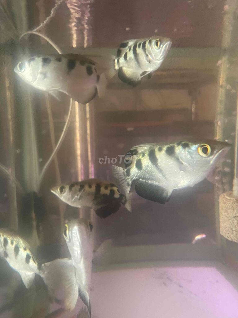 Cá cảnh Cao Xạ Pháo size 3n. Mua bán Thú cưng khác tại Quận 8 Tp Hồ Chí Minh được đăng bởi Hùng hình 1