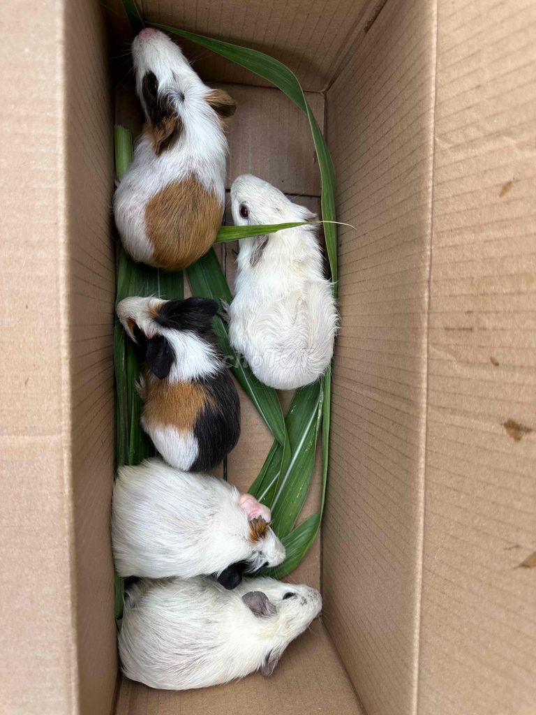 Bọ ú Lai Nhiều màu 2 tháng tuổi. Mua bán Thú cưng khác tại Quận Bình Tân Tp Hồ Chí Minh được đăng bởi gia kỳ hình 1