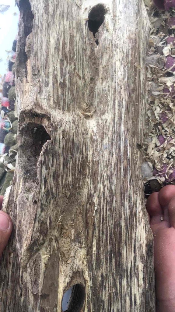 trấm hương.cây kien để bàn.hoặc để bàn thờ ông đia